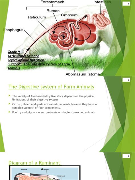 Animal Nutrition | PDF