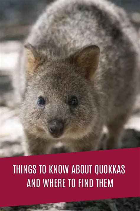 Quokkas Are Marsupials That Are Native To Australia They Are Small And Have A Characteristics