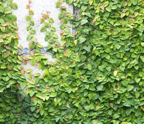 Green Creeper Stock Photo Image Of Botany Exterior 34843300