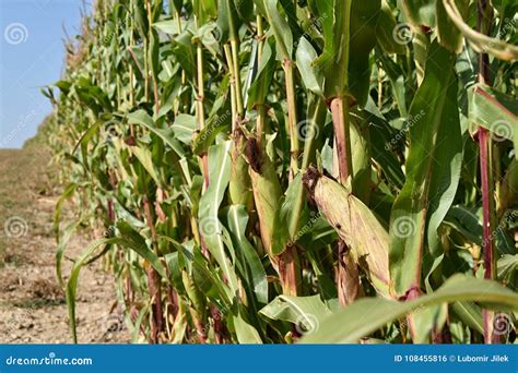 Campo Con Cereale Pannocchie Di Granturco Mature Fotografia Stock