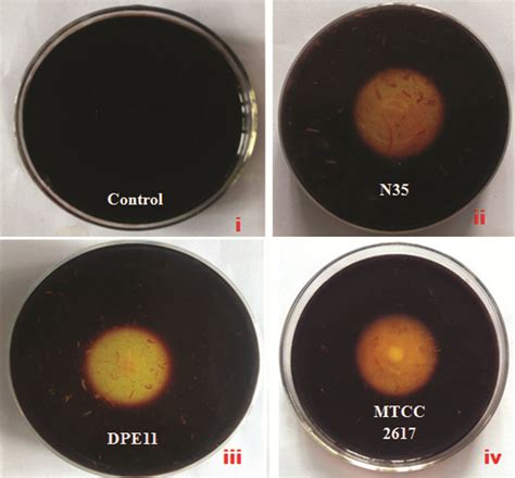 Effect Of Gram S Iodine On Keratinolytic Zone On Feather Agar Plates