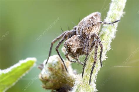 Lynx Spider Stock Image F0247158 Science Photo Library