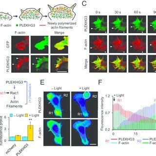 Pi K Controls Plekhg To Guide Directed Cell Migration A Schematic