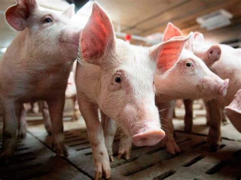 Canada Steps Up Efforts To Prevent African Swine Fever From Devastating