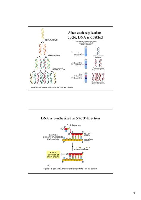 Solution Dna Replication In Pro And Eukaryotes Studypool