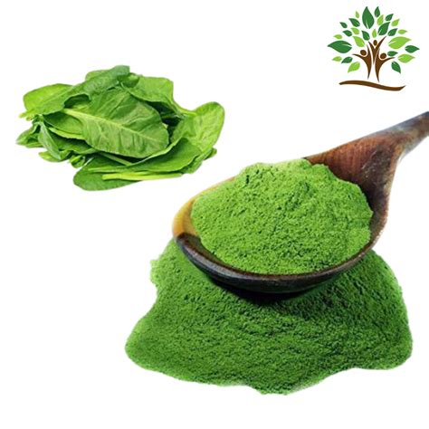 Spinach Powder In Delhi पालक पाउडर दिल्ली Delhi Get Latest Price