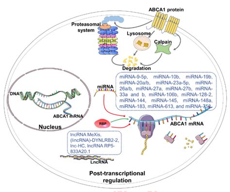 Regulation Of Abca1 Expression At The Post Transcriptional Level The