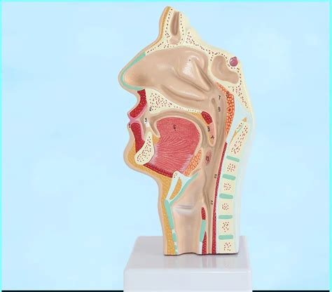 Head Anatomy Anatomical Model Of Human Mouth Nasal Cavity And Throat