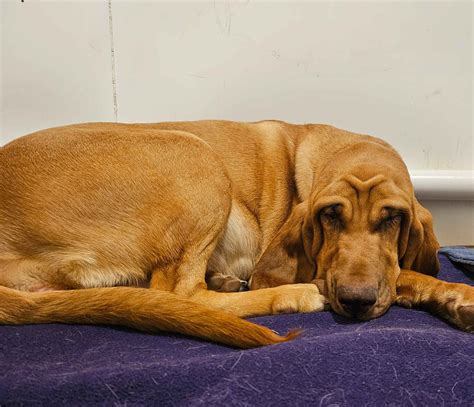 Bloodhound Puppies For Sale