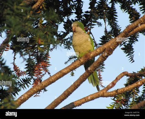 Bird Monk Parakeet Myiopsitta Monachus Quaker Parrot Resting On A