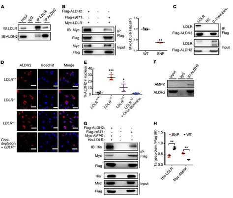 JCI Acetaldehyde Dehydrogenase 2 Interactions With LDLR And AMPK