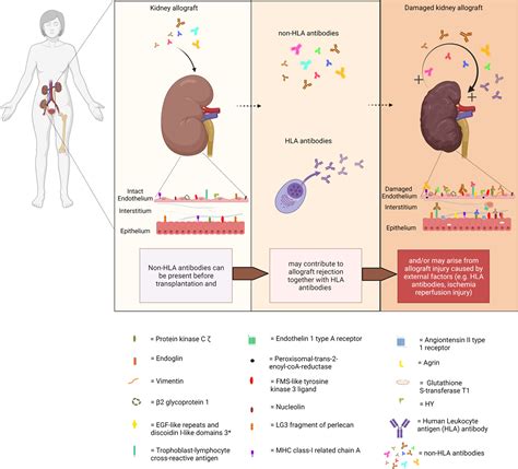 Pptx Timeline Of Non Hla Antibody Discovery Dokumen Tips Hot Sex Picture