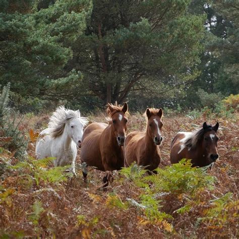 Wild Ponies Paint A Glorious Picture At Hale Common In The New Forest