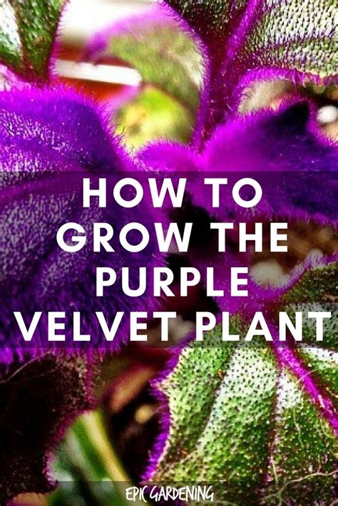 Purple Passion Plant Care And Grow Guide Artofit