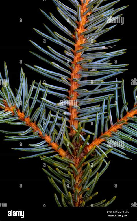 Colorado Blue Spruce Picea Pungens Needles Closeup Detail Stock