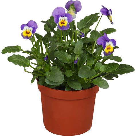 Hornveilchen Mix In Farben Topf Ca Cm Viola Kaufen Bei Obi