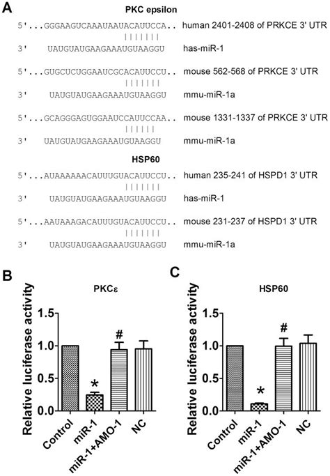 A Sequence alignment between miR 1 and the 3UTRs of PKCε and HSP60 of