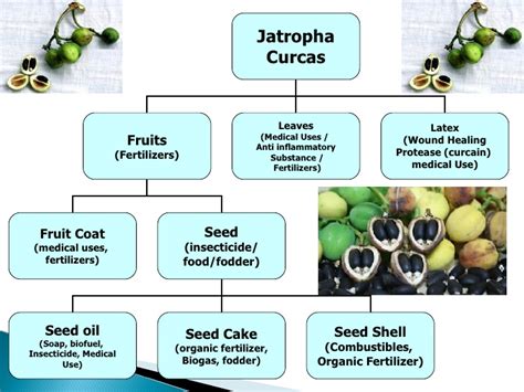 أشجار الجاتروفا ” Jatropha Curcas ” مستقبل الوقود الحيوي دراسات خضراء