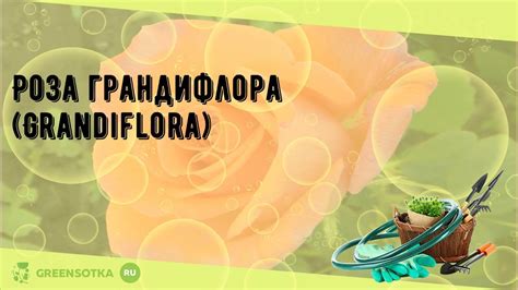 Роза грандифлора (Grandiflora) - YouTube