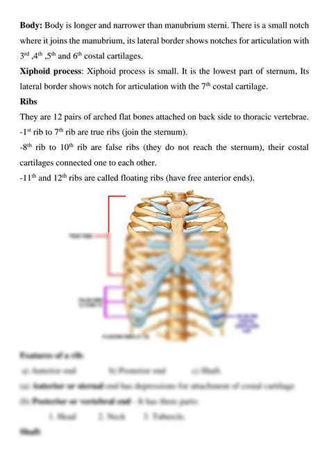 SOLUTION Skeleton Of The Thorax Studypool