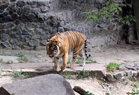 Tigre Mata A Cuidadora Y Deja Su Cad Ver A La Vista De Los Visitantes