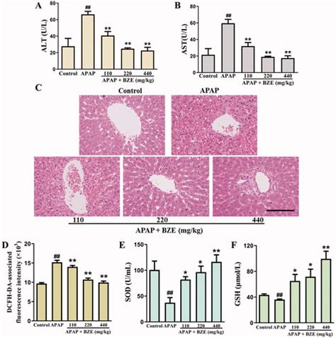 Full Article Chrysanthemi Flos Extract Alleviated Acetaminophen