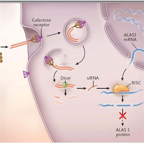 The Mechanism Of Small Interfering Rna Sirna Therapy Synthetic