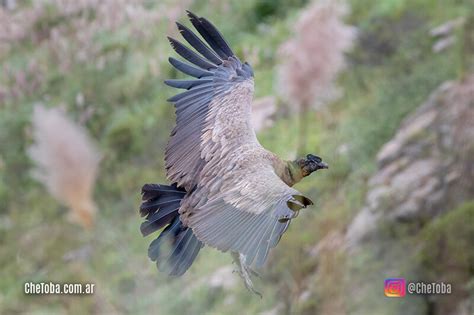 Dónde Fotografiar Al Cóndor Andino En Traslasierra