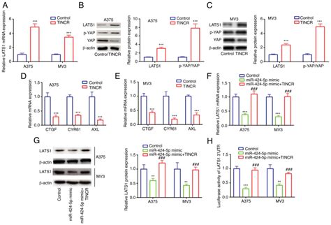 LncRNA TINCR Attenuates The Proliferation And Invasion And Enhances