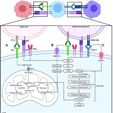 Immune Checkpoint Proteins Regulate Metabolic Signaling On T Cells A