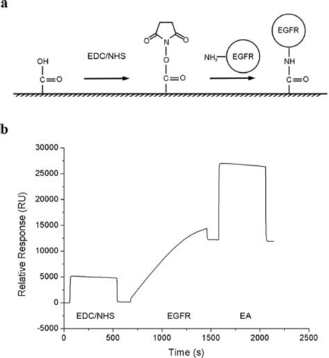 Immobilization Of Egfr To The Sensor Cm5 Chips A Egfr Open I