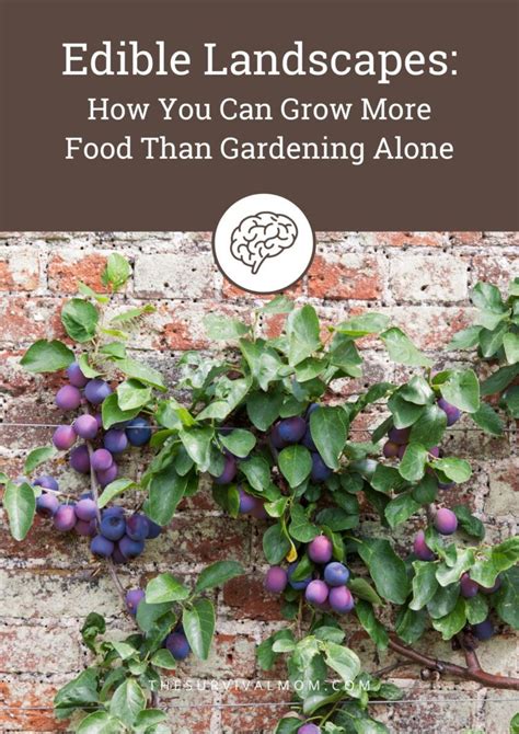 How To Plan Edible Landscapes To Grow Even More Food Survival Mom