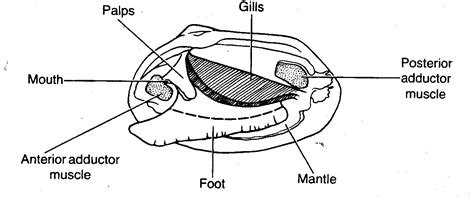 Diagram Diagram Of Clam Anatomy Wiringschemacom