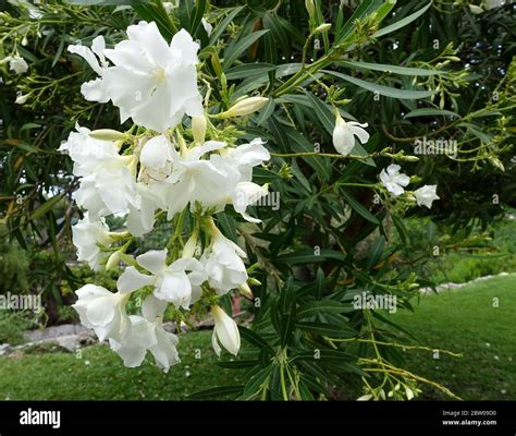 Albero Di Oleandro Nerium Immagini E Fotografie Stock Ad Alta