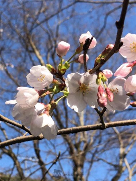 マイ桜さんは咲きました。 咲き始めた木が 鳥取県西伯郡日吉津村 サラマンカのムーミン ウェザーニュース