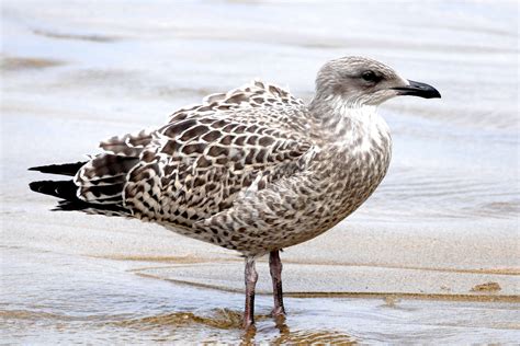 Free Images Beach Landscape Sea Coast Water Nature Ocean Bird