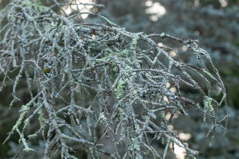 Colorado Blue Spruce Arnold Arboretum