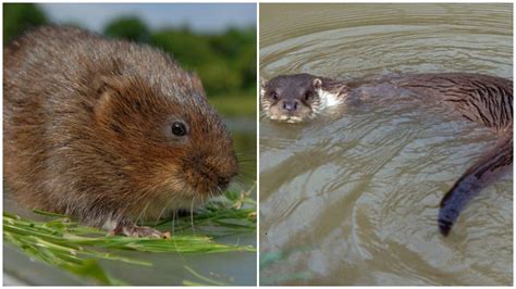 M4 Relief Road Route Attack On Nature Claim Bbc News