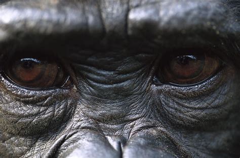 Bonobo Pan Paniscus Close Up Of Eyes By Cyril Ruoso Bonobo Gorilla