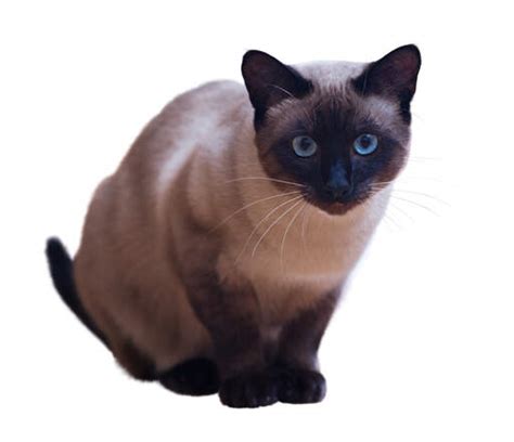 Siamese Self Pointed Cats Cat Breeds