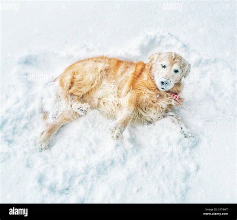 Golden Retriever dog covered in snow while he lays in it after rolling ...