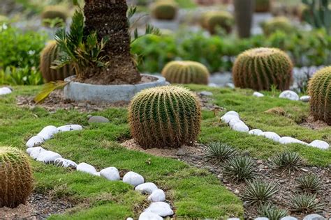 Cactus Y Suculentas Una Elección Perfecta Para Jardines De Poca Agua Cactus En Su Mundo