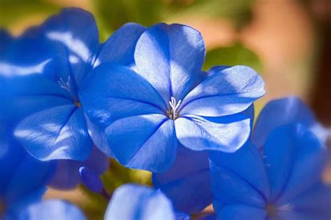 Fleurs Bleues Vari T S Pour Un Jardin Tout Bleu