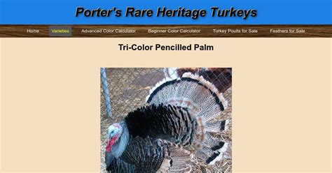 Tri Color Pencilled Palm Porter S Rare Heritage Turkeys