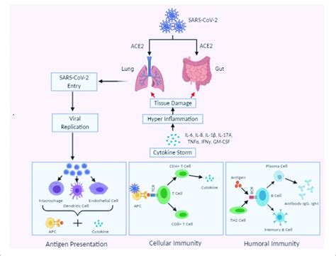 Schematic Representation Of Immunopathogenesis Of Sars Cov 2