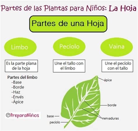 Partes De Una Hoja