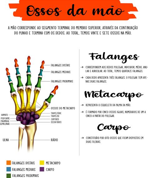 Ossos Da M O Anatomia Humana Anatomia Humana I