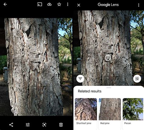 5 Best Tree Identification Apps For Android IOS 2022