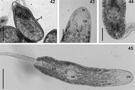 Larval Stages Of Renicolidae In Vivo 42 Sporocyst With Germinal