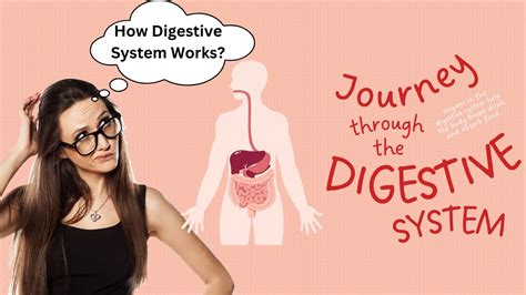 How Digestive System Works Animation Explanation Anatomy Tri Doc